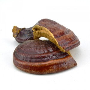 Reishi Mushroom